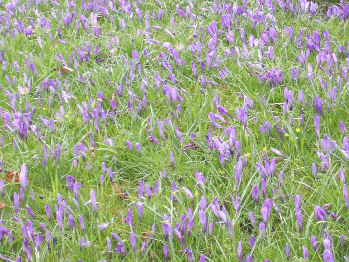 Krokusblüte 2008 in Husum