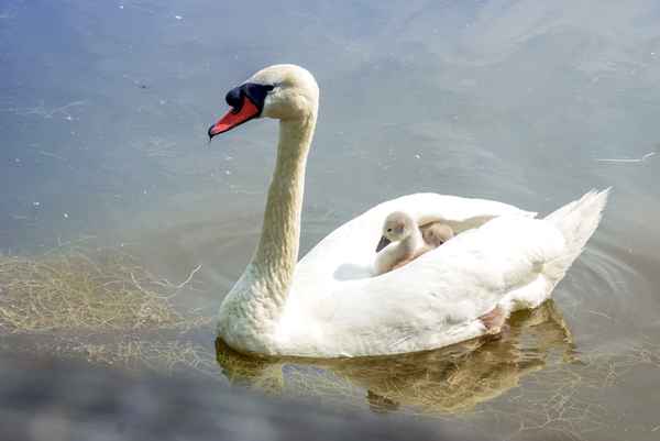 Eine Seefahrt die ist lustig. Fahren im "Papa-Boot".