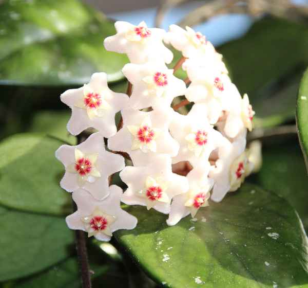Hoya Carnosa