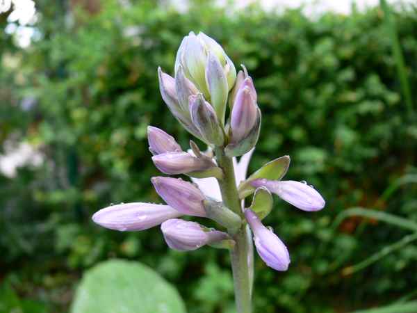 Blüte nach dem Regen Bild1
