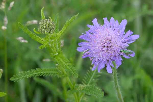 Grüner Blumenfreund