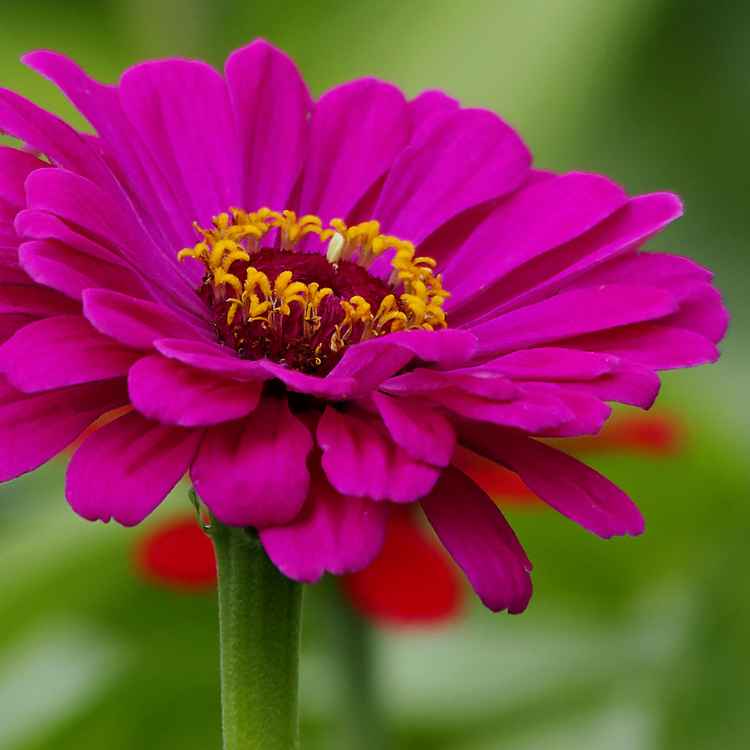 Zinnien 3