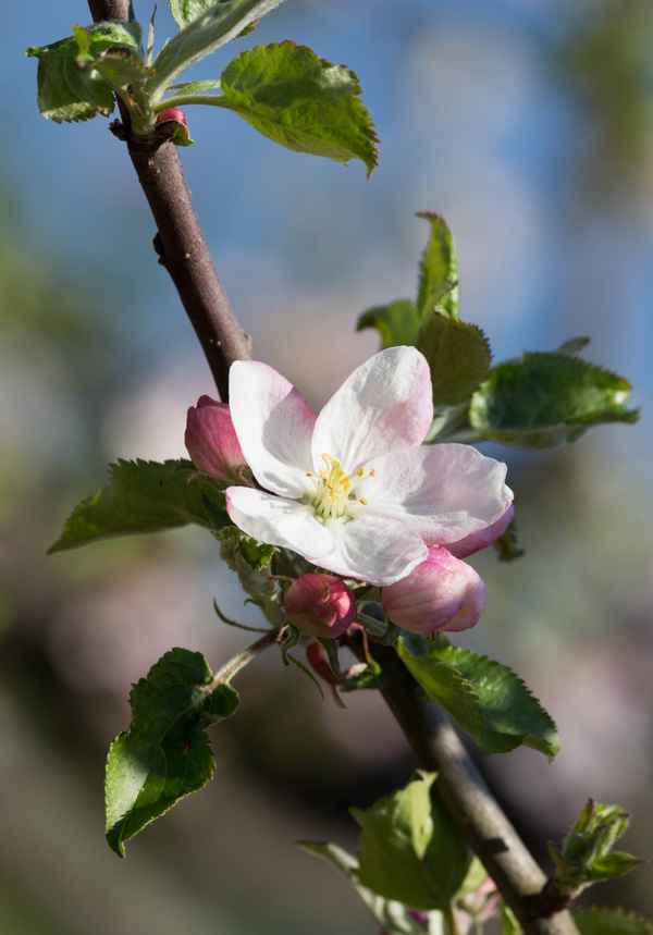 Apfelblüten