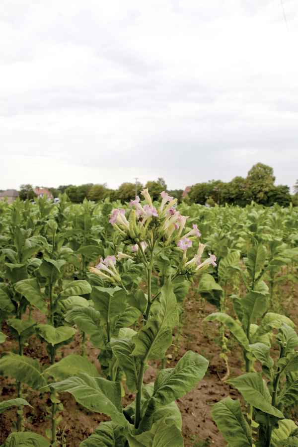 Der Tabak blüht
