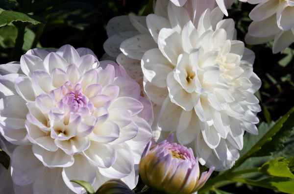 Weiße Blütenpracht 02