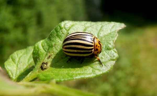 Kartoffelkäfer