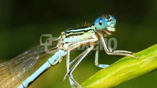 Libelle 3