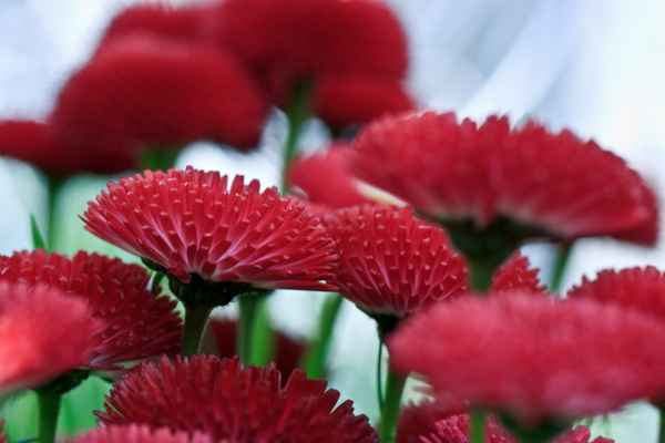 Wiesenblumen in PINK