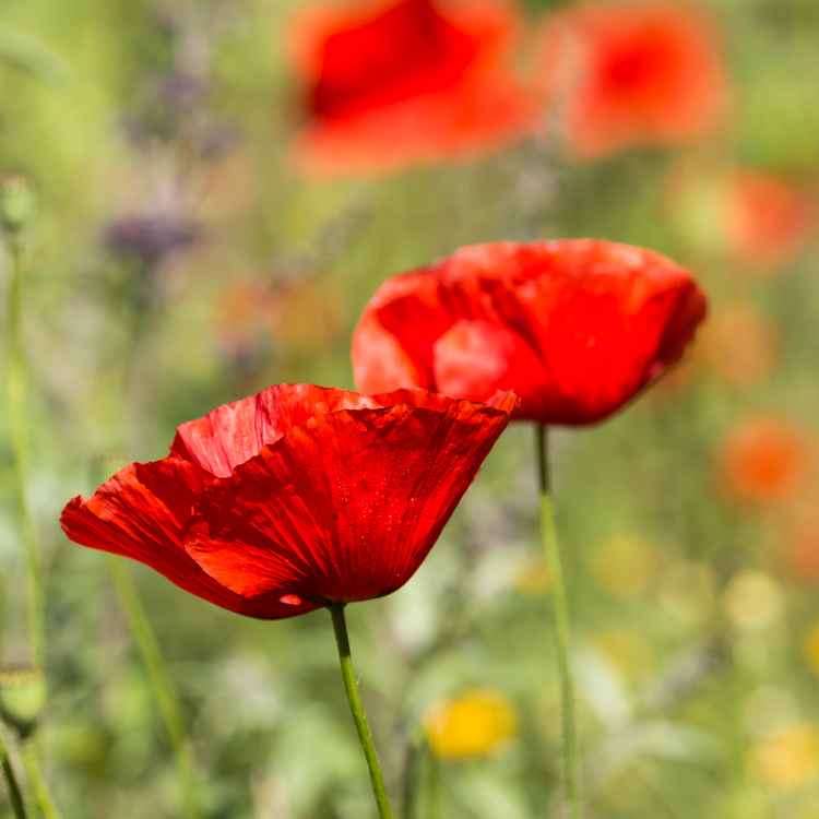 Mohn im Garten