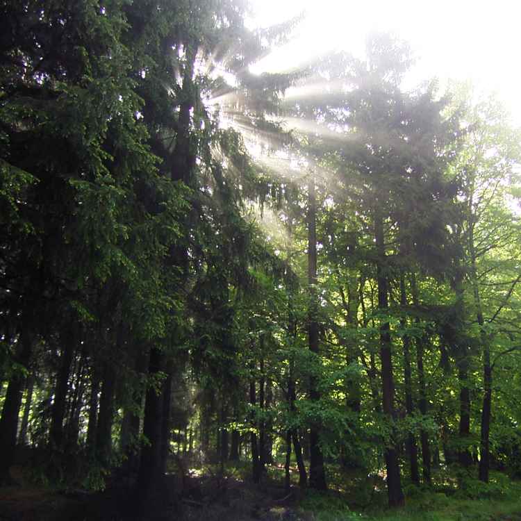 die Sonne blinzelt