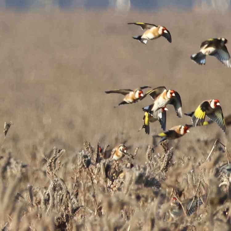 distelfinken auf futtersuche