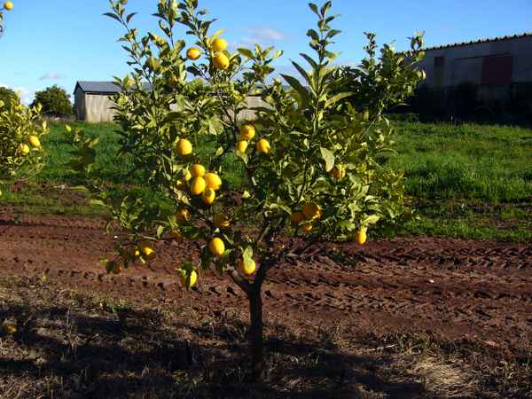 kleines Zitronenbäumchen