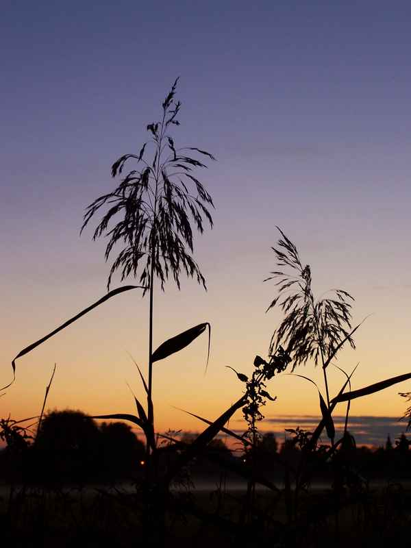 Schilf im Abendlicht