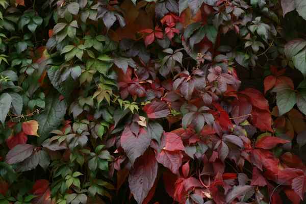Wilder Wein in Herbstfärbung
