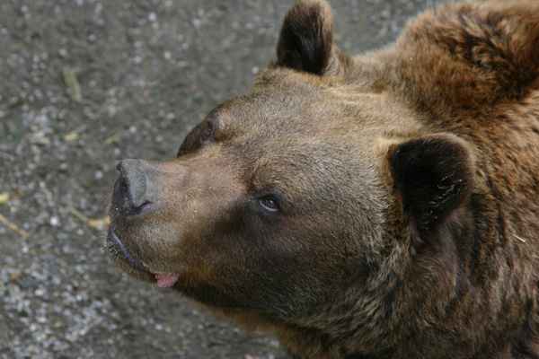 Berner Bär 1