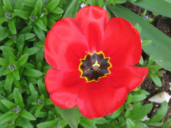 Tulpe mit Muschel