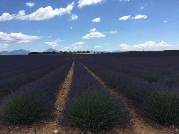 Lavendel