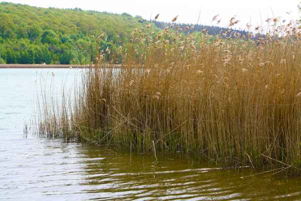 Reihersee 1