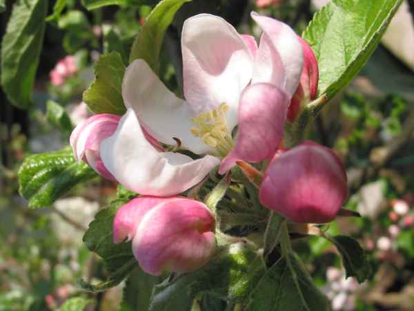 Apfelblüte