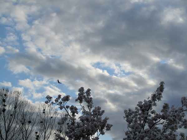 Saatkrähe im Anflug