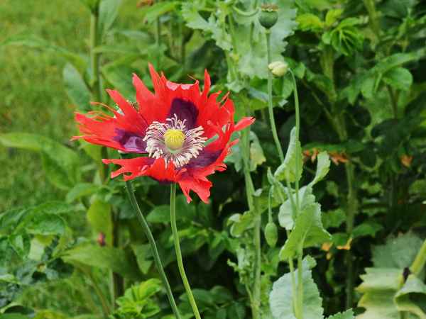 ausgefranste mohnblüte