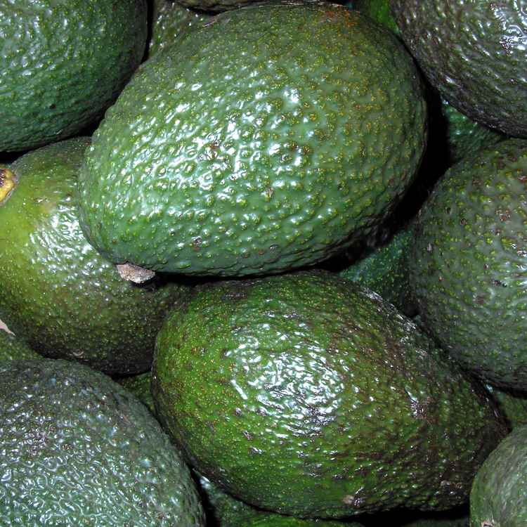 avocado