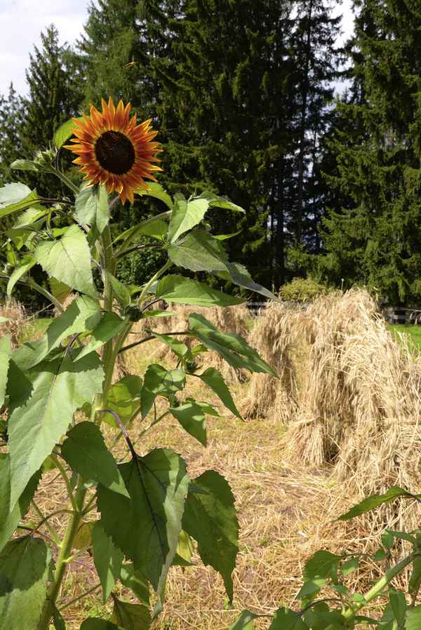 Sonnenblume, Dieme, Kornhocken, Getreide, Roggen