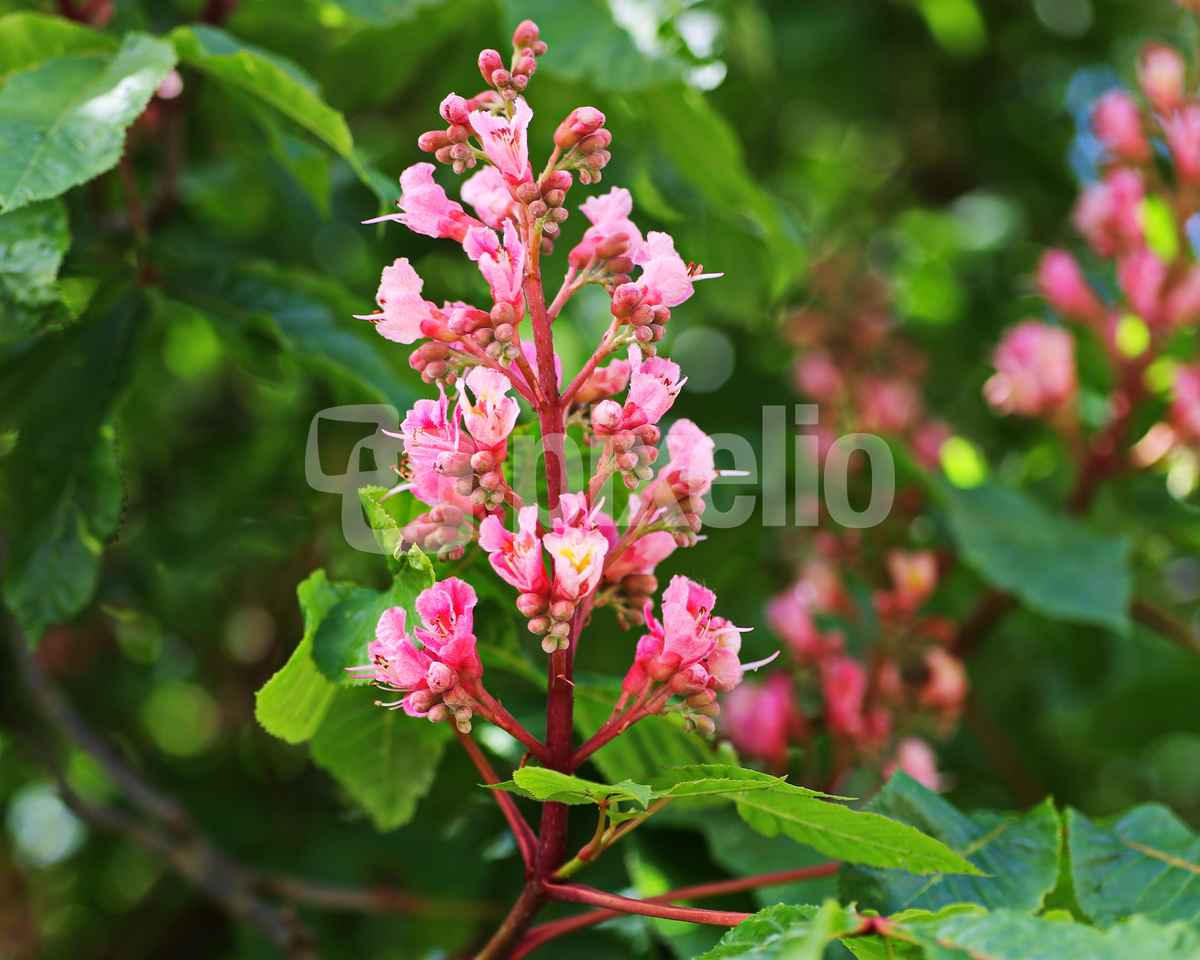 rote kastanienblüten