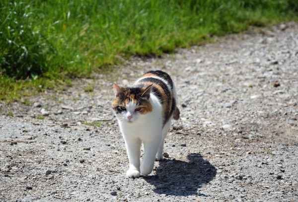 Schmusetiger on tour 03