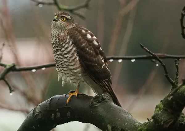 sperber