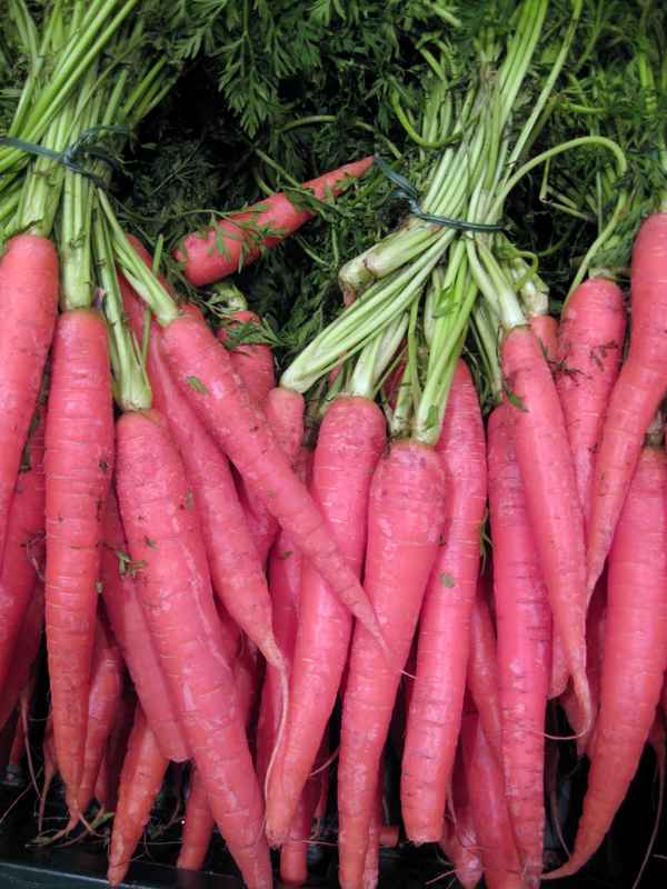 Rote Möhren