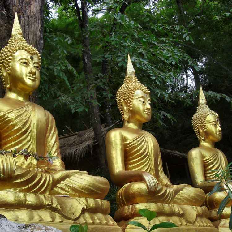 Buddhastatuen im Dschungel