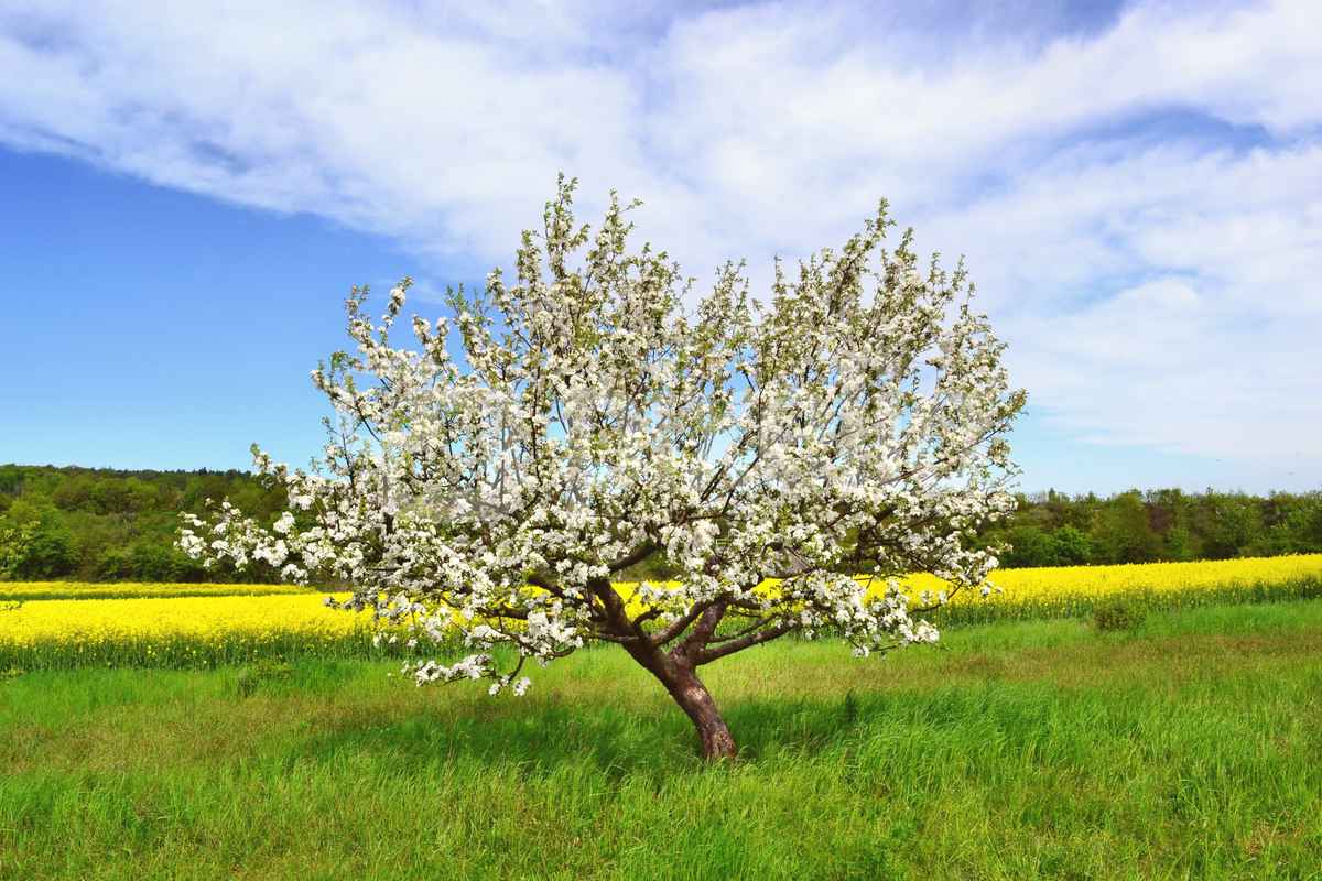 blühender Apfelbaum
