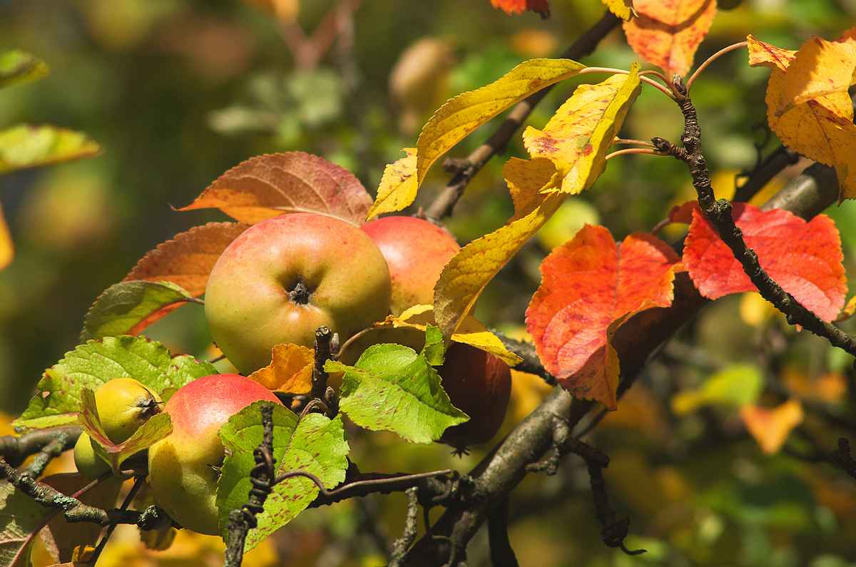 Herbst