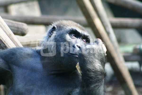 Gorilla