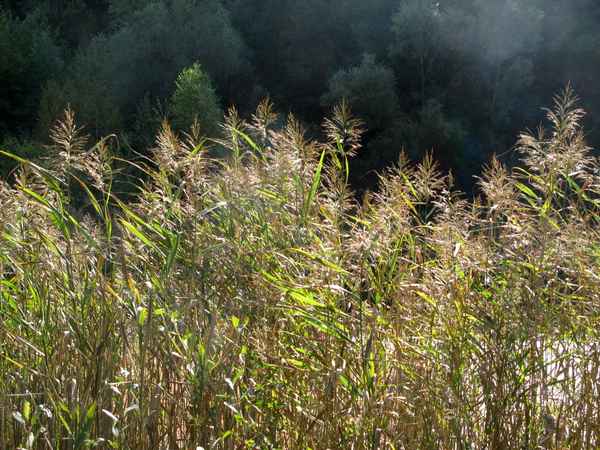 Gräser im Herbstwind