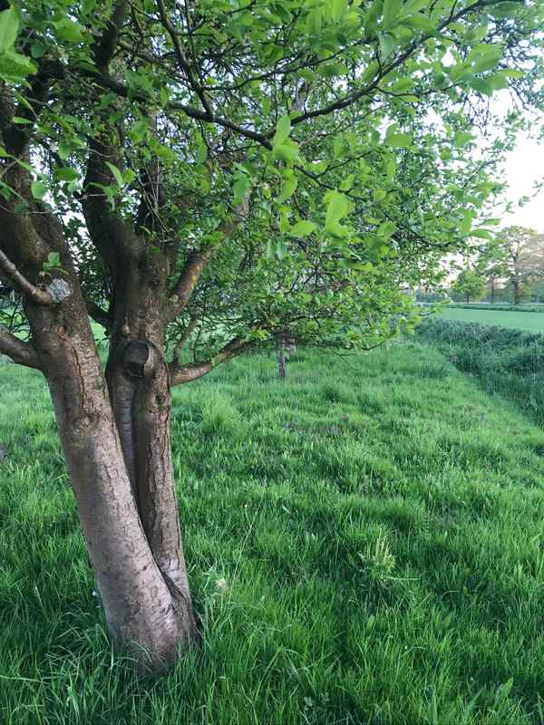 Obstbaum am Feldrand