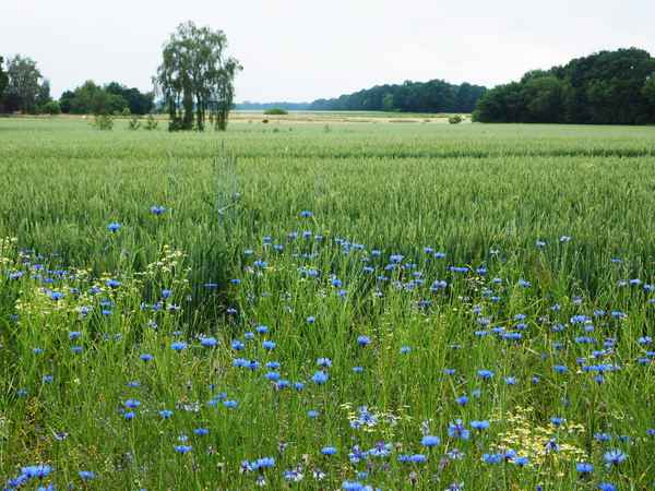 ein bischen blau ins grün