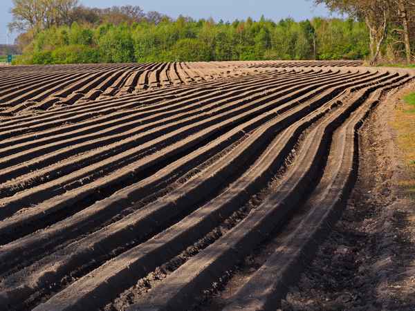 choreographie der möhrenaussaat 2