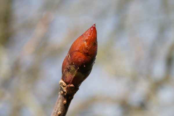 Knospe
