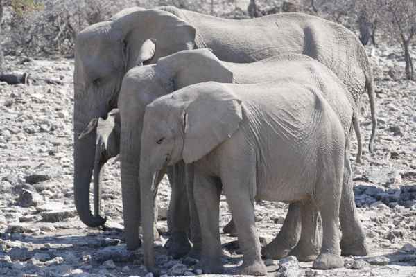 Elefantenfamilie im Etosha Nationalpark