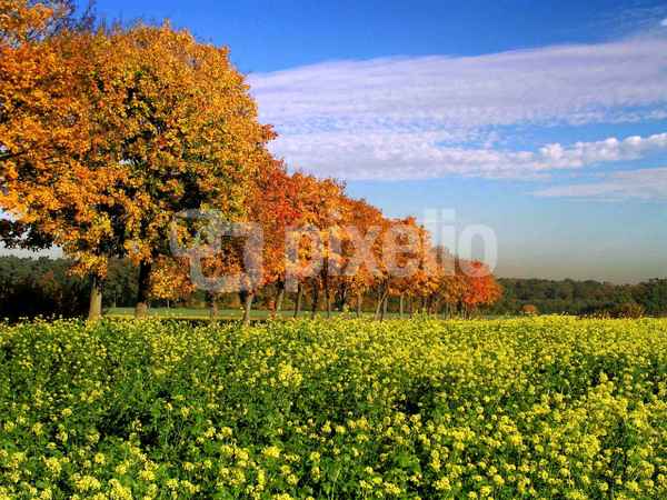 Indian Summer im Münsterland