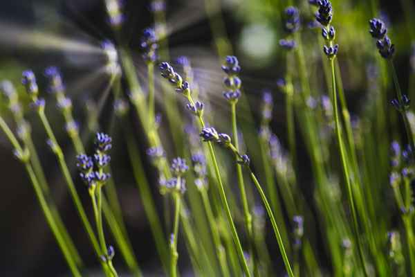 Lavendel