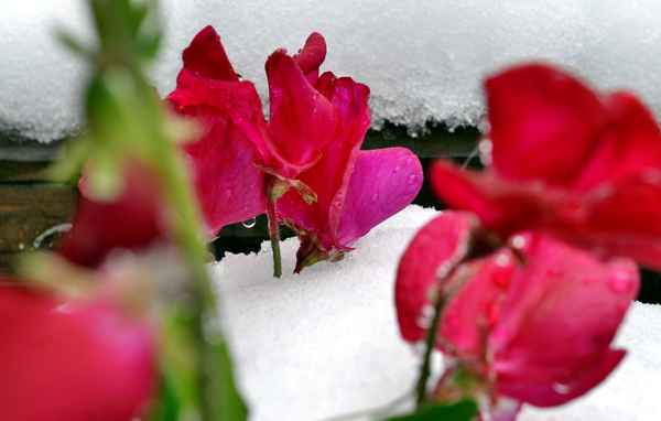 erster Schnee