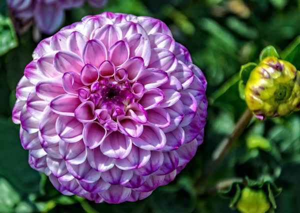 Dahlienblüte