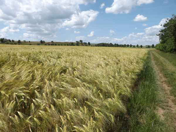 Halbreifes Gerstenfeld