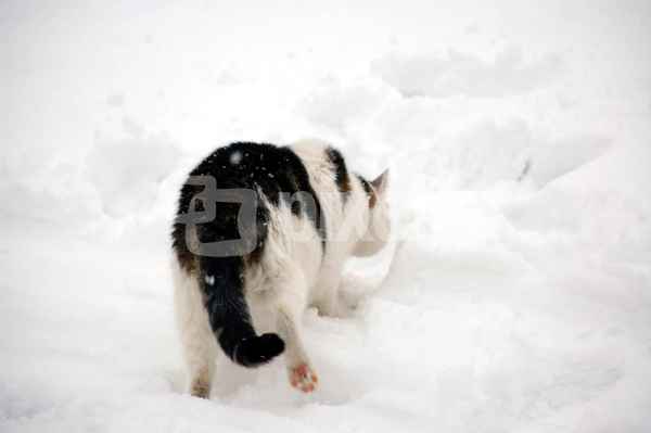 a-b-c die Katze lief im schnee