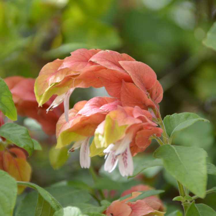 Schöne Blume mit Übergang