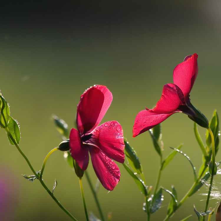 roter lein