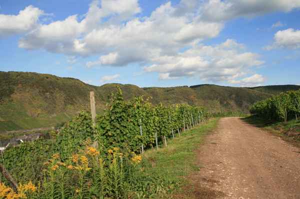 Spaziergang durch die Weinberge